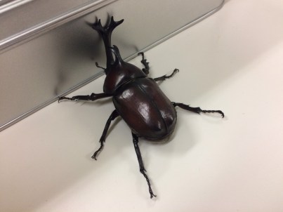 20160716_beetles3