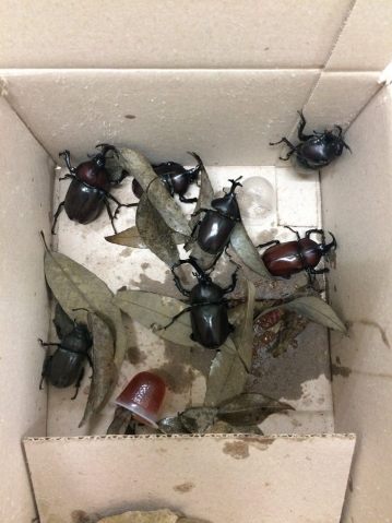 20160716_beetles1